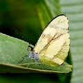 PIERIDAE, Dismorphia m. medora